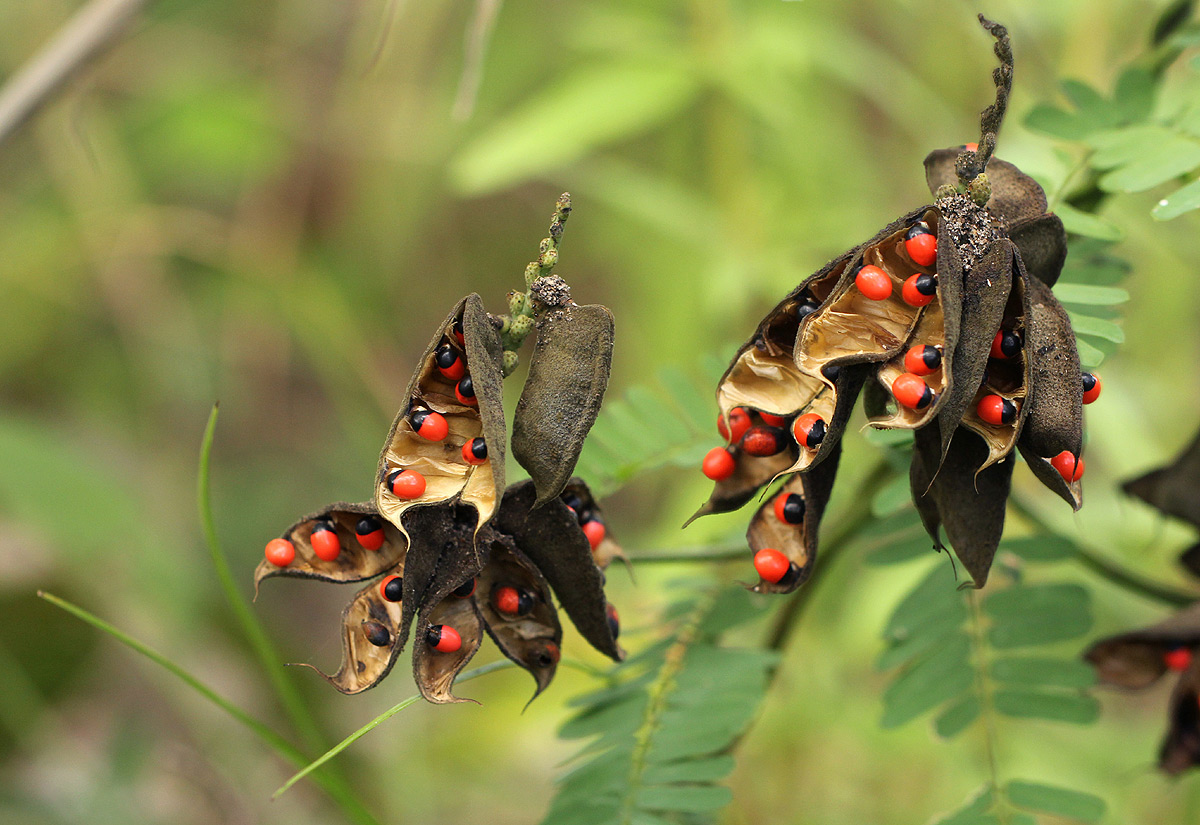 Abrus precatorius subsp. africanus Abrus precatorius subsp. africanus