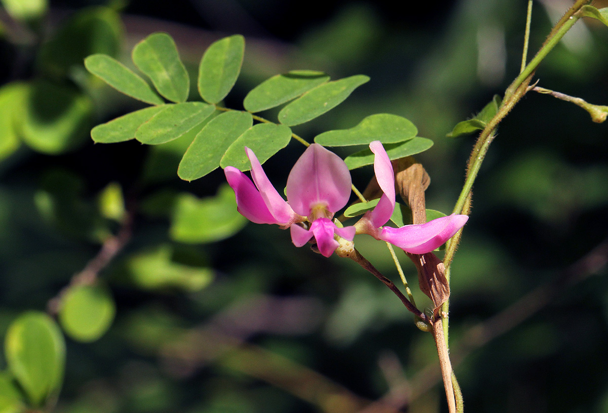 Abrus precatorius subsp. africanus Abrus precatorius subsp. africanus