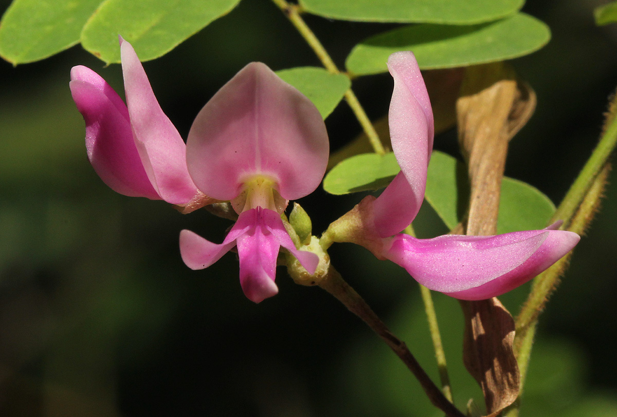 Abrus precatorius subsp. africanus Abrus precatorius subsp. africanus