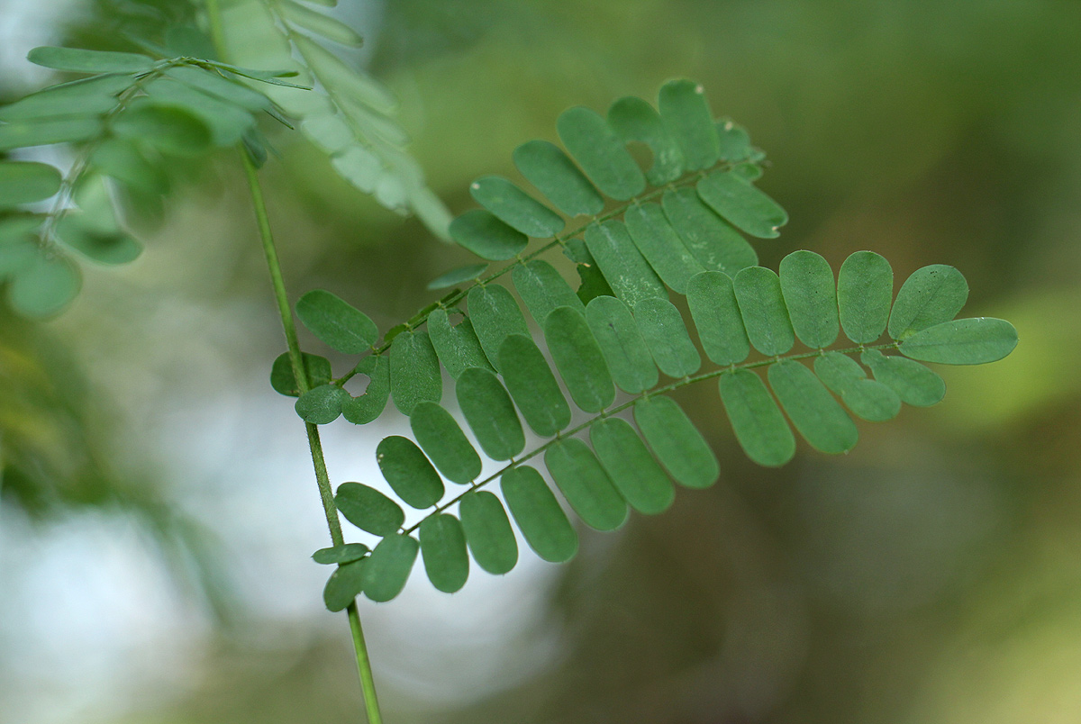 Abrus precatorius subsp. africanus Abrus precatorius subsp. africanus