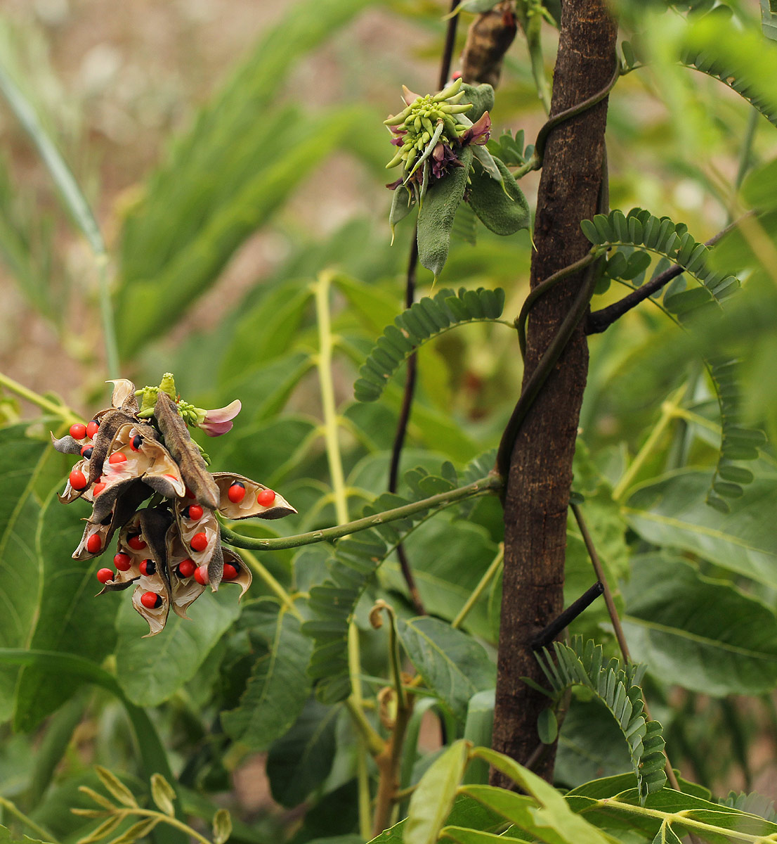 Abrus precatorius subsp. africanus Abrus precatorius subsp. africanus
