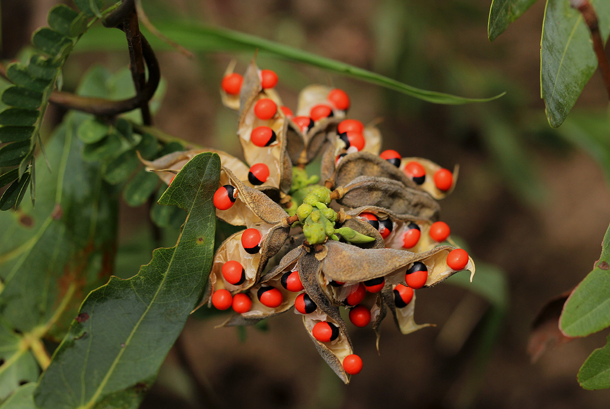 Abrus precatorius subsp. africanus Abrus precatorius subsp. africanus