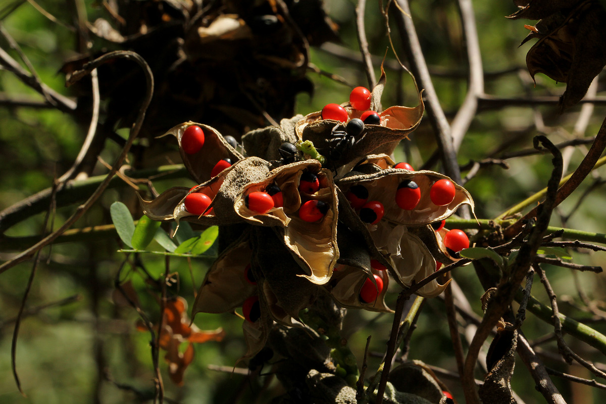 Abrus precatorius subsp. africanus Abrus precatorius subsp. africanus