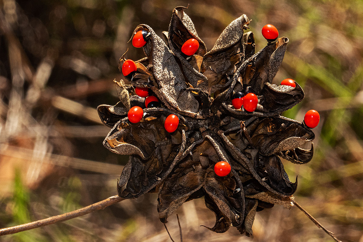 Abrus precatorius subsp. africanus Abrus precatorius subsp. africanus