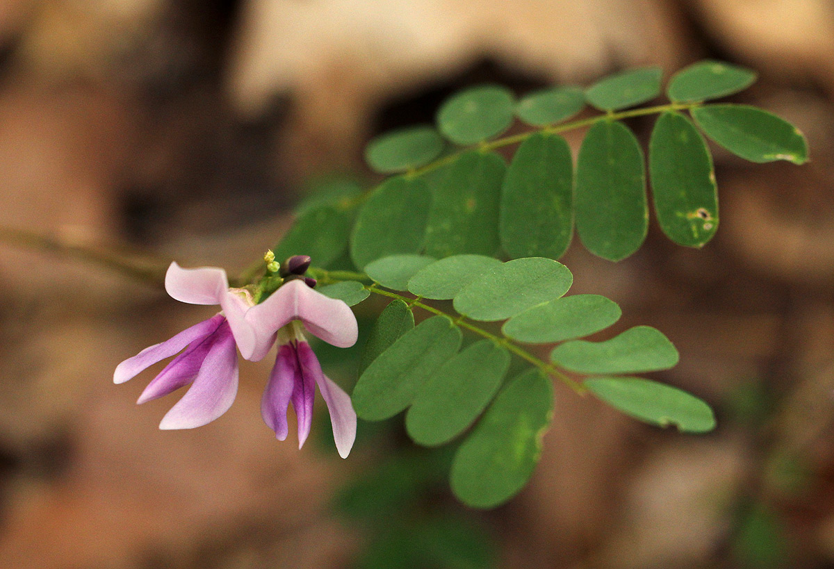 Abrus precatorius subsp. africanus Abrus precatorius subsp. africanus