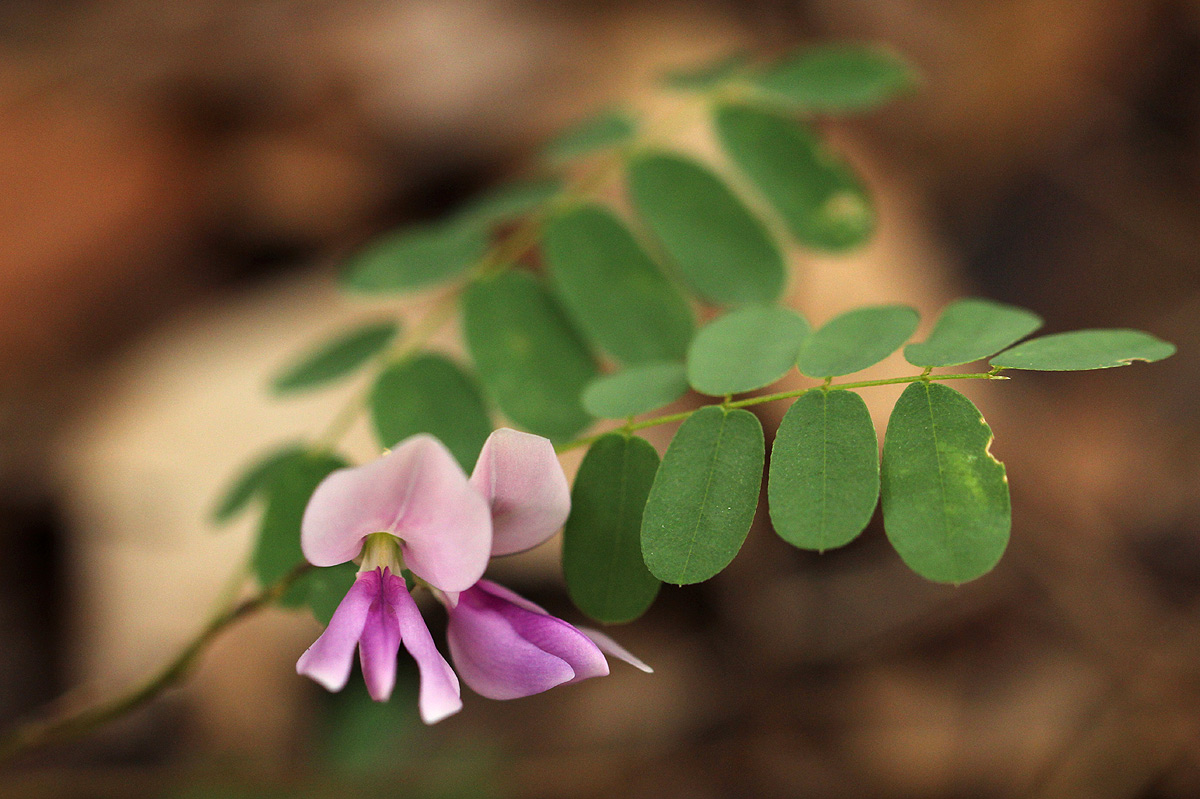 Abrus precatorius subsp. africanus Abrus precatorius subsp. africanus