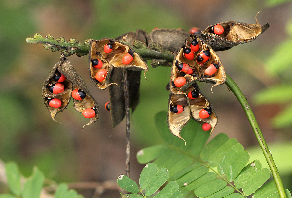 Abrus precatorius subsp. africanus Abrus precatorius subsp. africanus