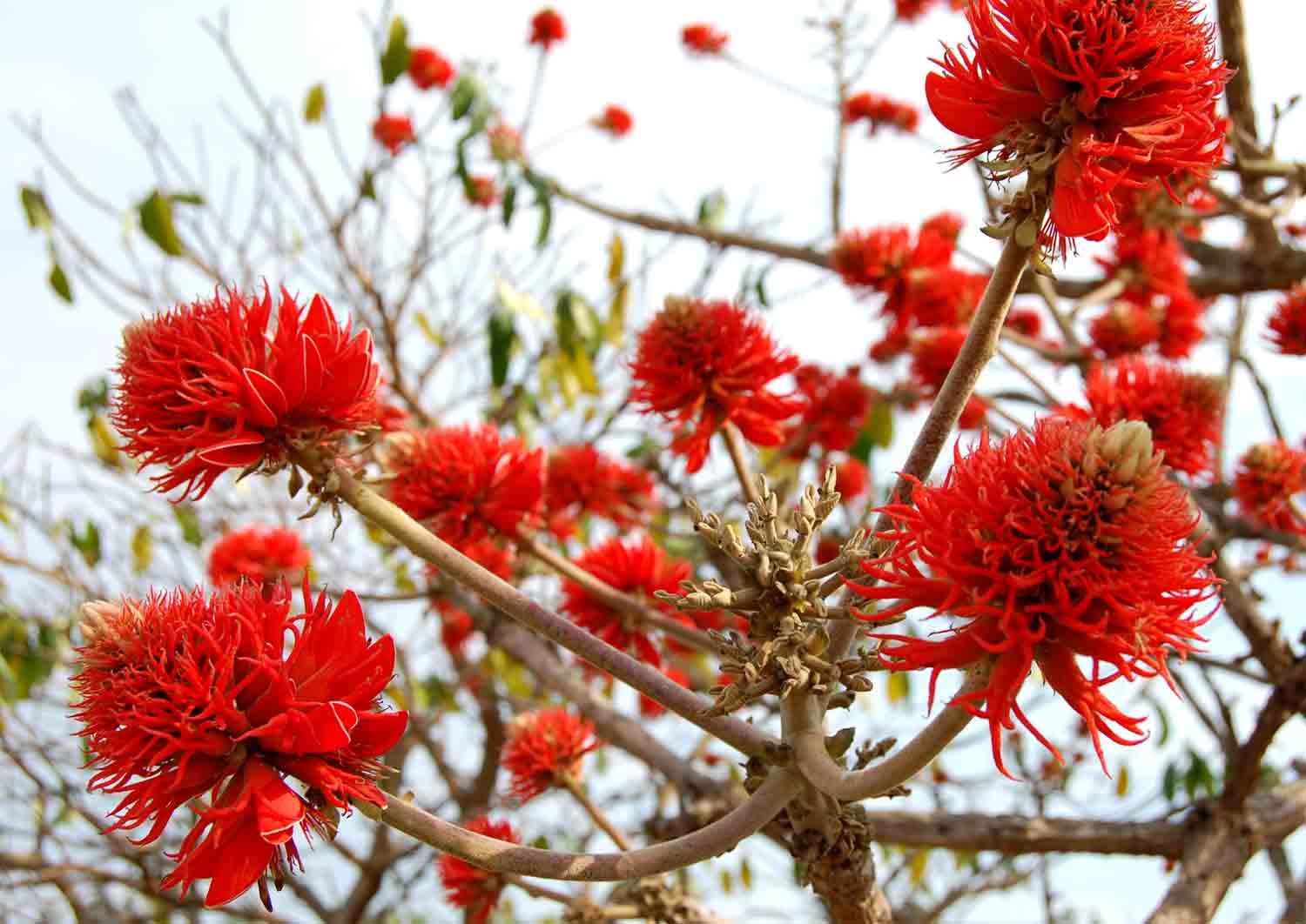 Erythrina abyssinica Erythrina abyssinica