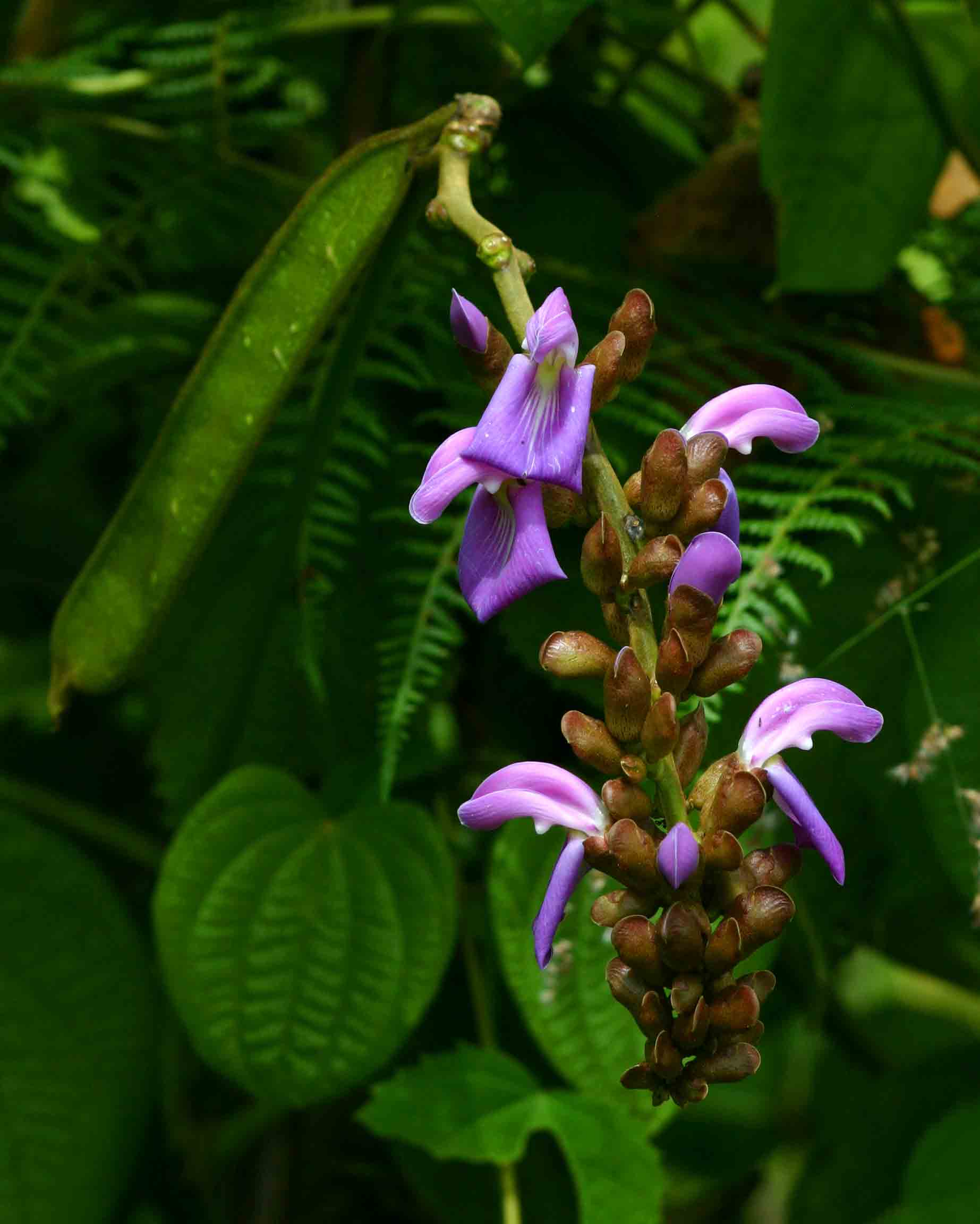 Canavalia africana Canavalia africana