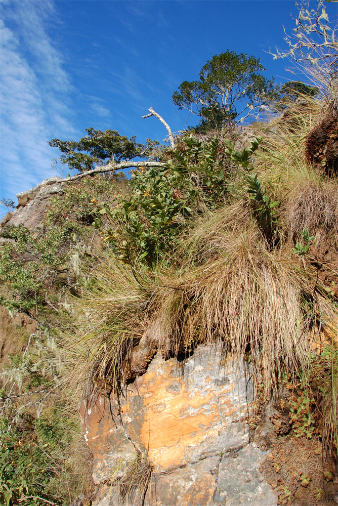 Eriosema ellipticum subsp. ellipticum Eriosema ellipticum subsp. ellipticum