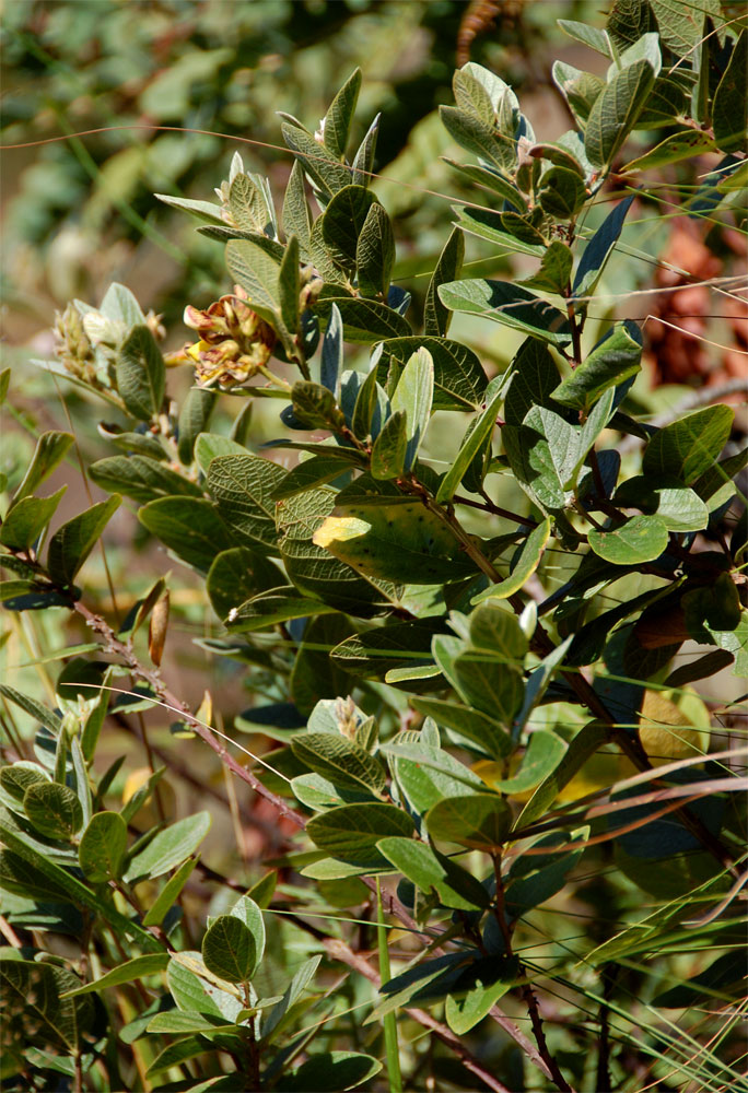 Eriosema ellipticum subsp. ellipticum Eriosema ellipticum subsp. ellipticum