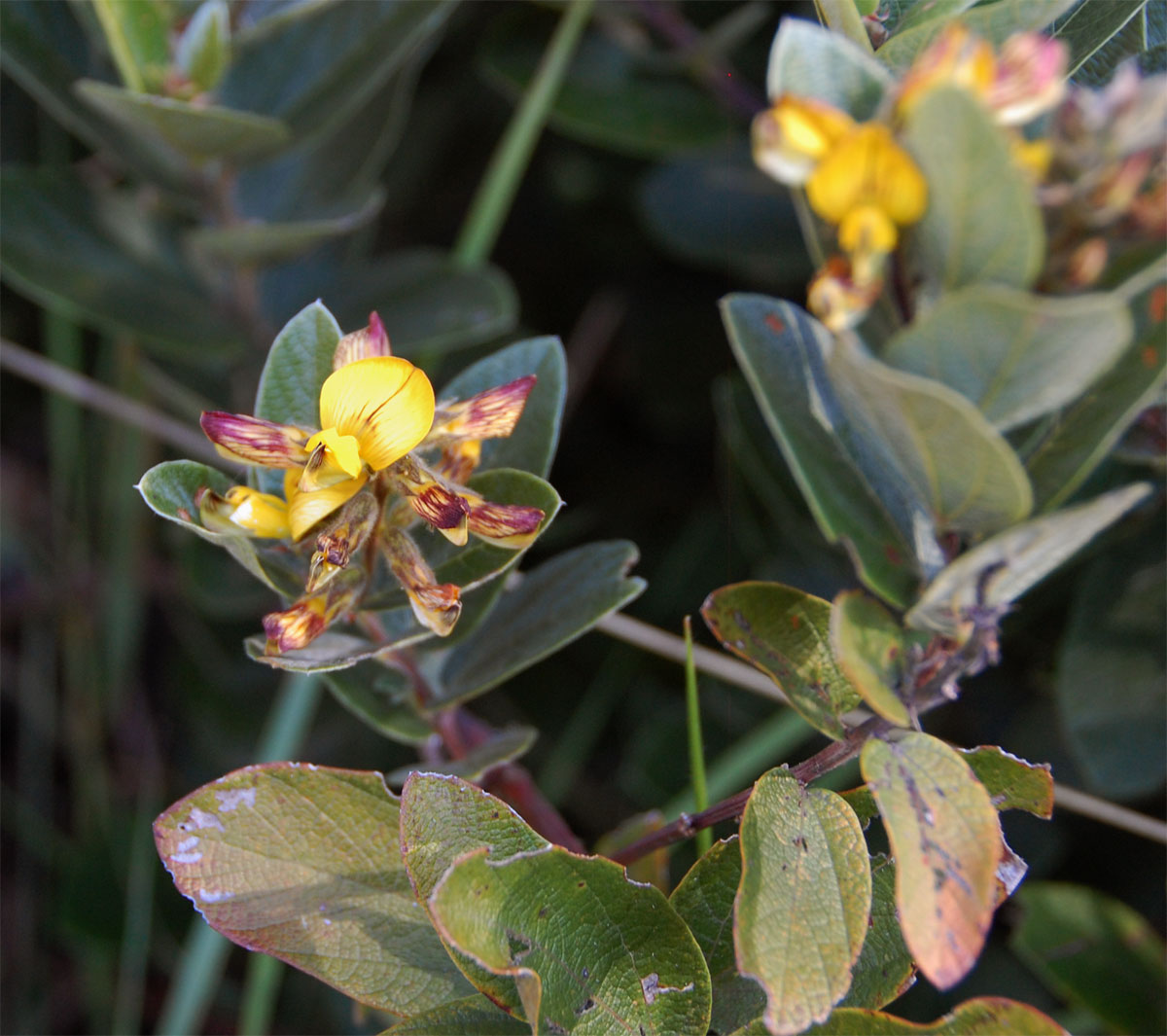 Eriosema ellipticum subsp. ellipticum Eriosema ellipticum subsp. ellipticum