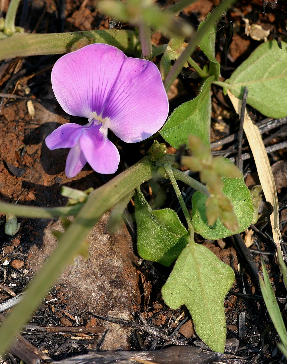 Vigna frutescens subsp. frutescens var. frutescens Vigna frutescens subsp. frutescens var. frutescens