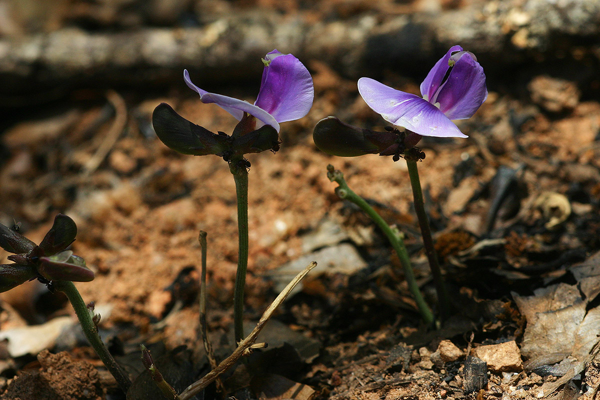 Vigna frutescens subsp. frutescens var. frutescens Vigna frutescens subsp. frutescens var. frutescens