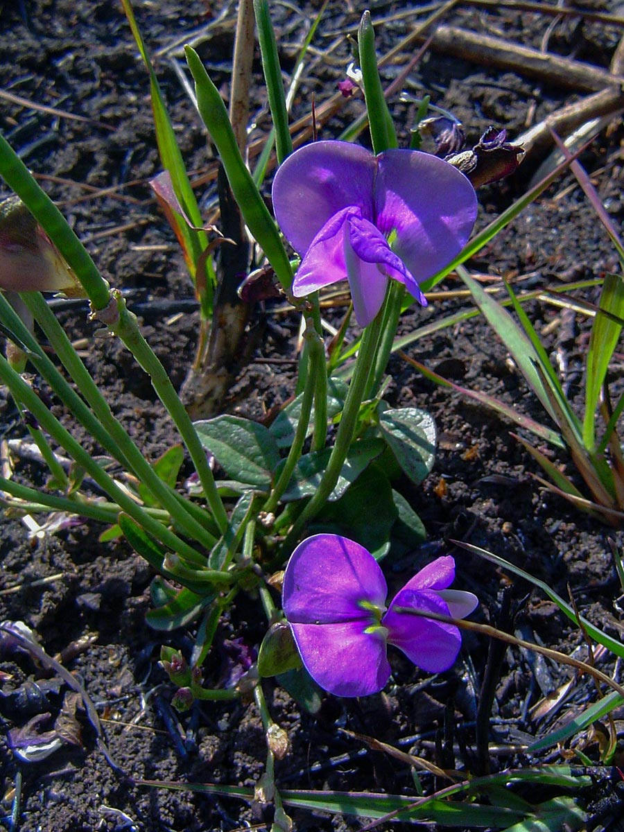 Vigna frutescens subsp. frutescens var. frutescens Vigna frutescens subsp. frutescens var. frutescens