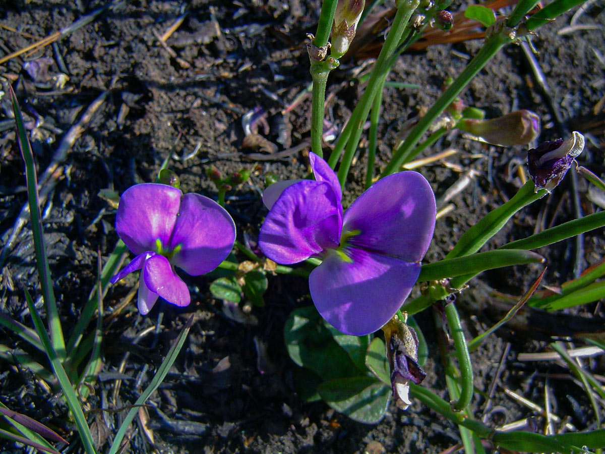 Vigna frutescens subsp. frutescens var. frutescens Vigna frutescens subsp. frutescens var. frutescens