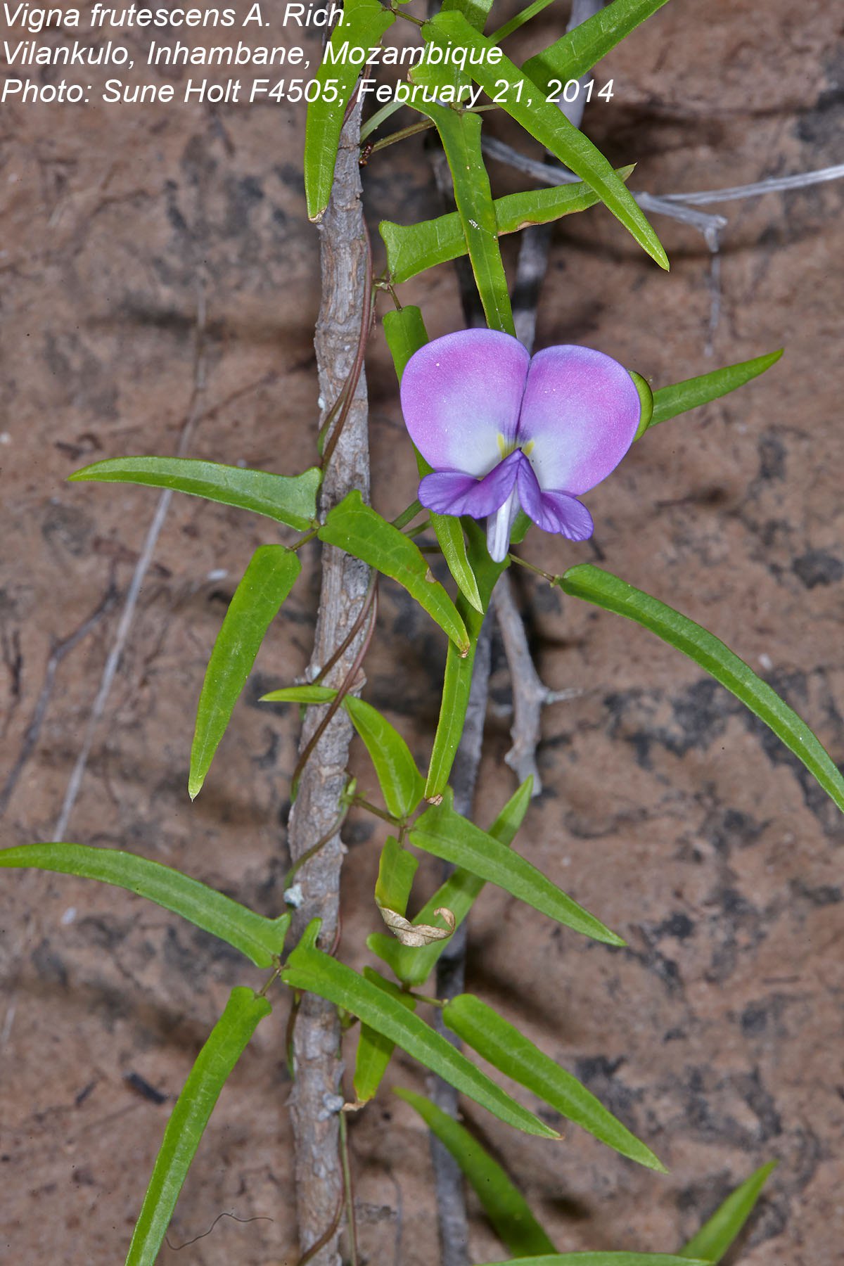 Vigna frutescens subsp. frutescens var. frutescens Vigna frutescens subsp. frutescens var. frutescens