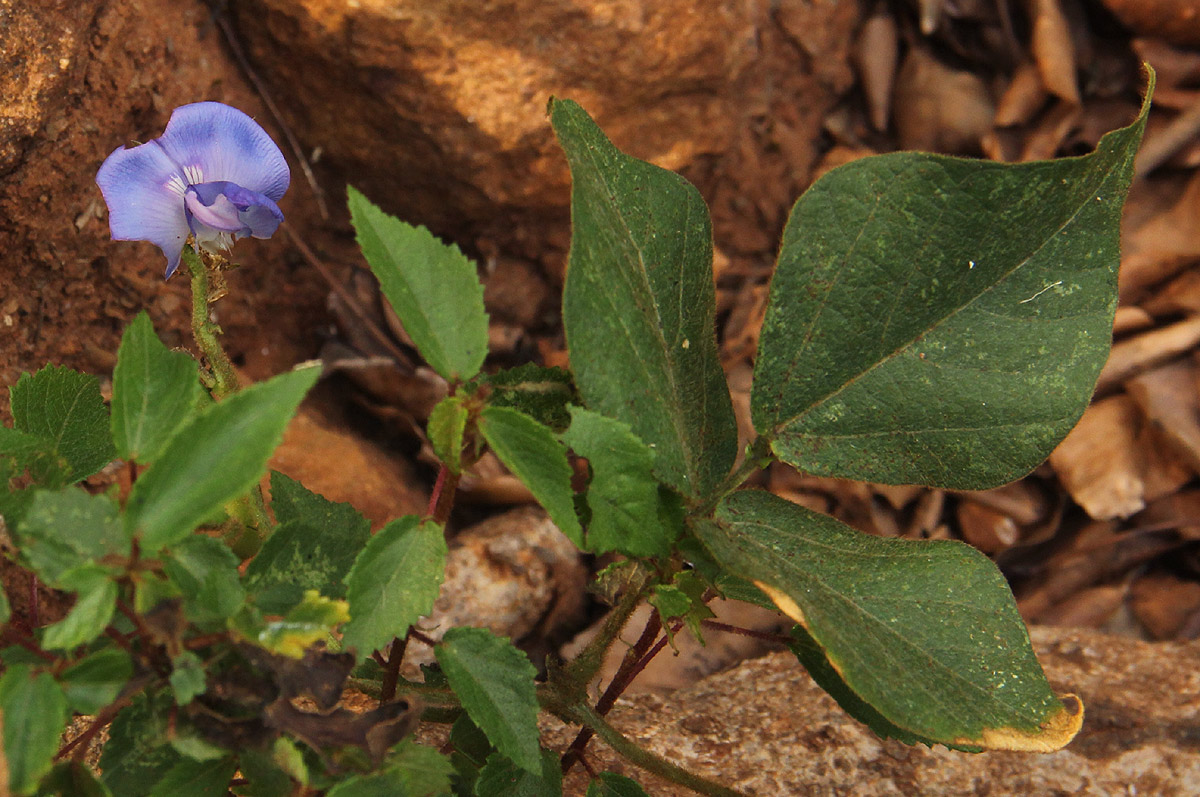 Vigna gazensis Vigna gazensis