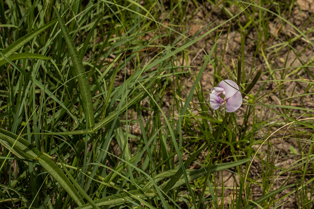 Vigna vexillata var. angustifolia Vigna vexillata var. angustifolia