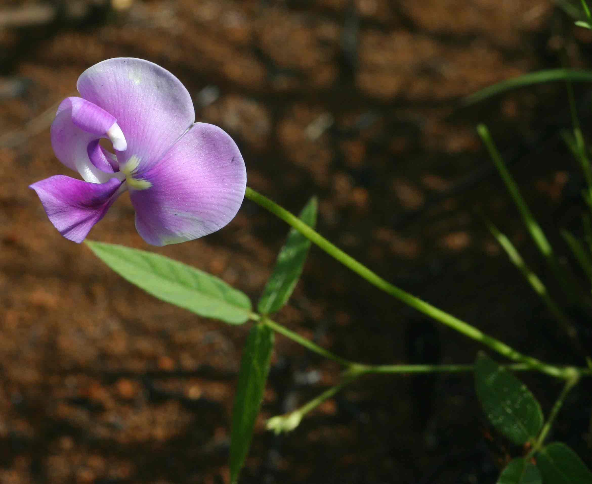 Vigna vexillata var. angustifolia Vigna vexillata var. angustifolia