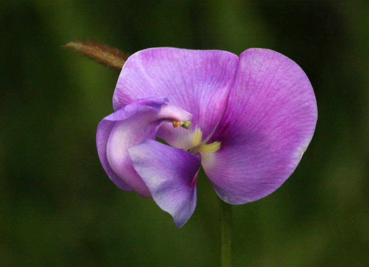 Vigna vexillata var. angustifolia Vigna vexillata var. angustifolia