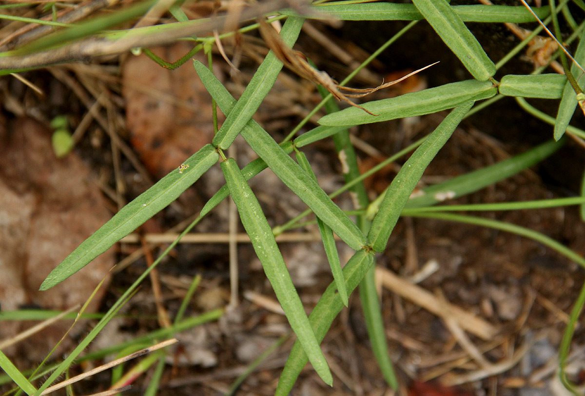 Vigna vexillata var. angustifolia Vigna vexillata var. angustifolia