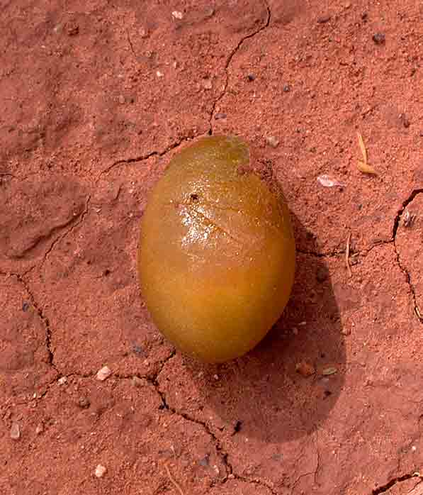 Balanites pedicellaris subsp. pedicellaris Balanites pedicellaris subsp. pedicellaris