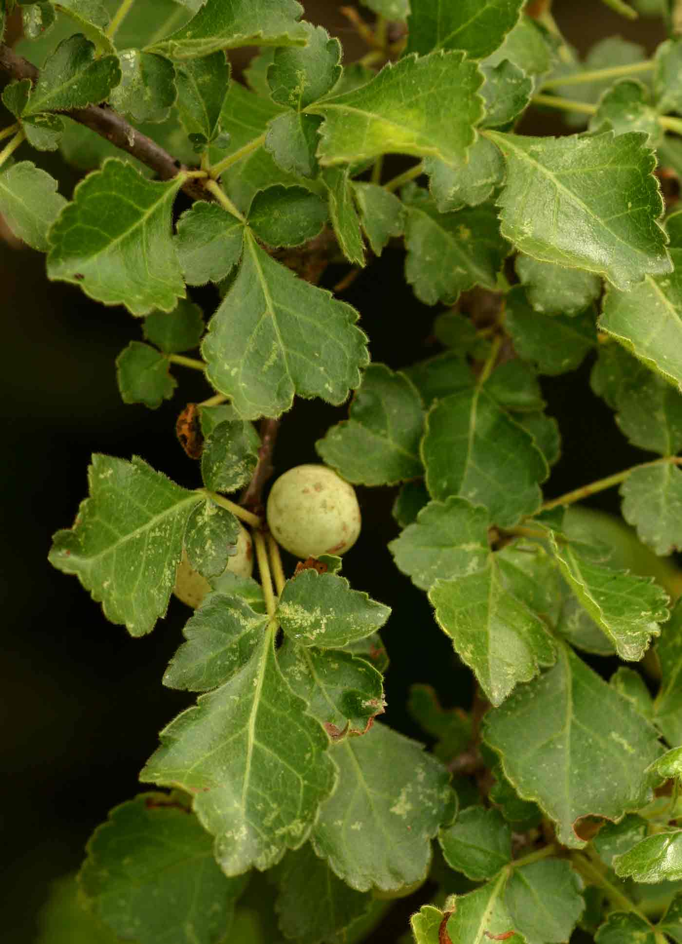 Commiphora africana Commiphora africana
