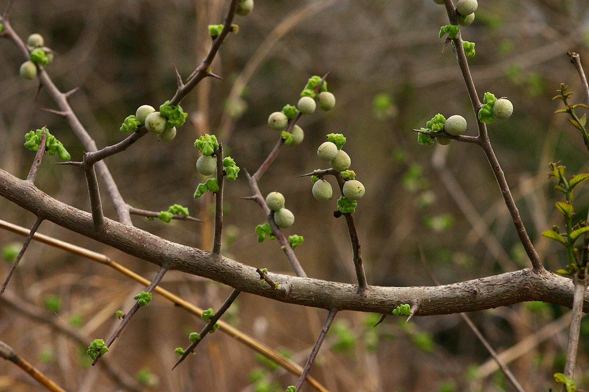 Commiphora africana Commiphora africana