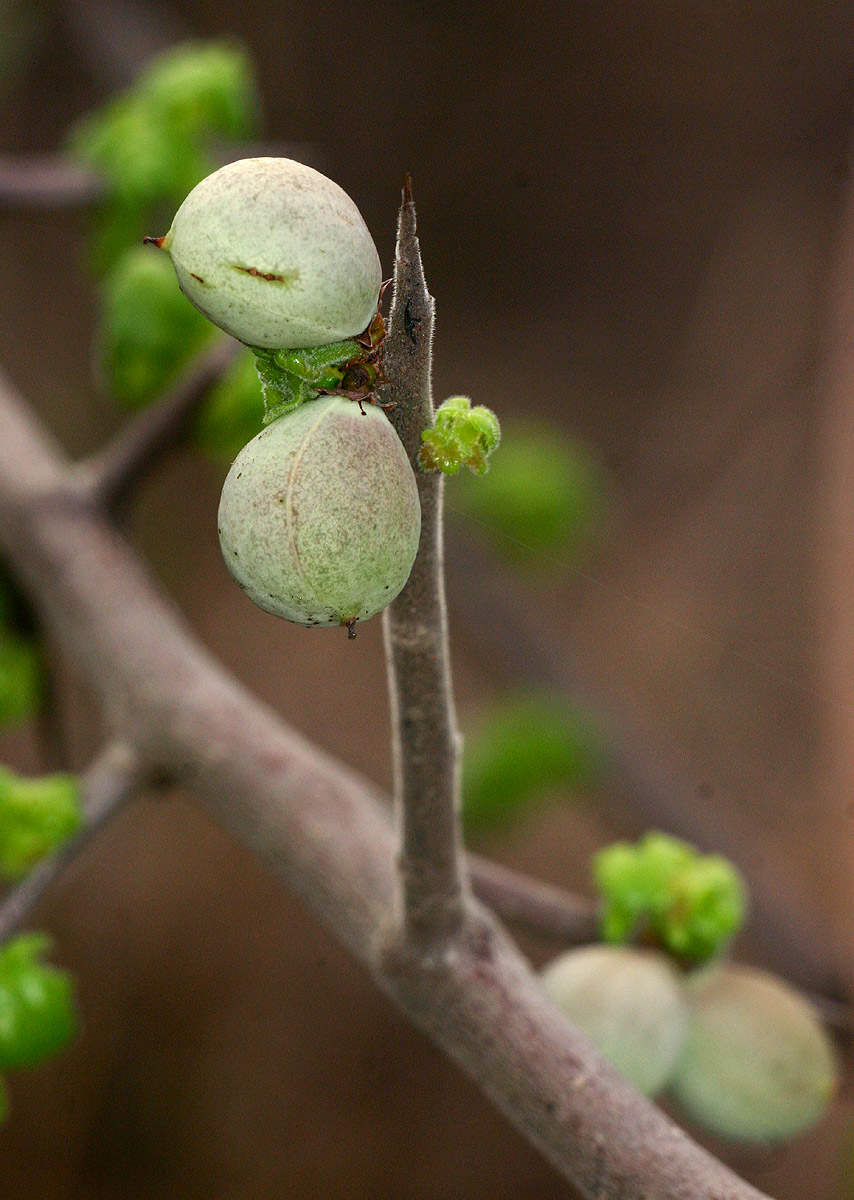 Commiphora africana Commiphora africana