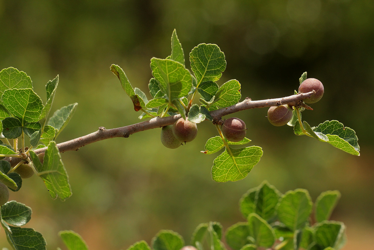 Commiphora africana Commiphora africana