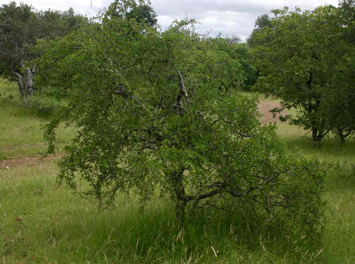 Commiphora africana Commiphora africana