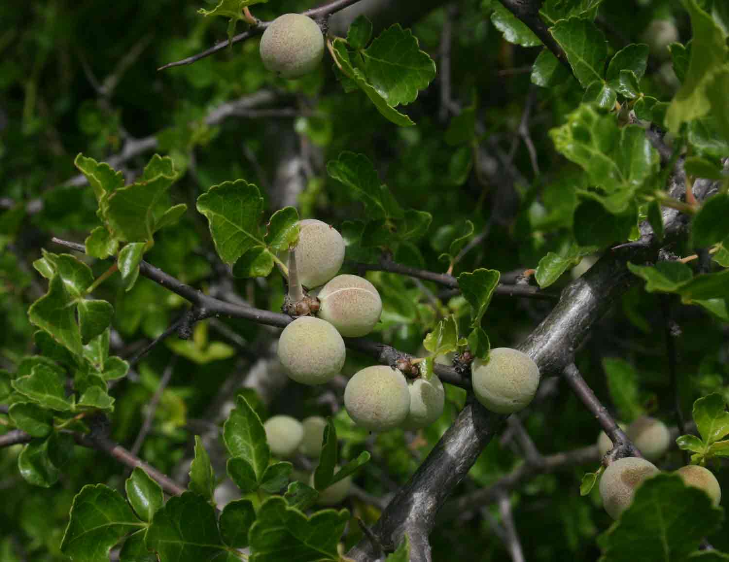 Commiphora africana Commiphora africana