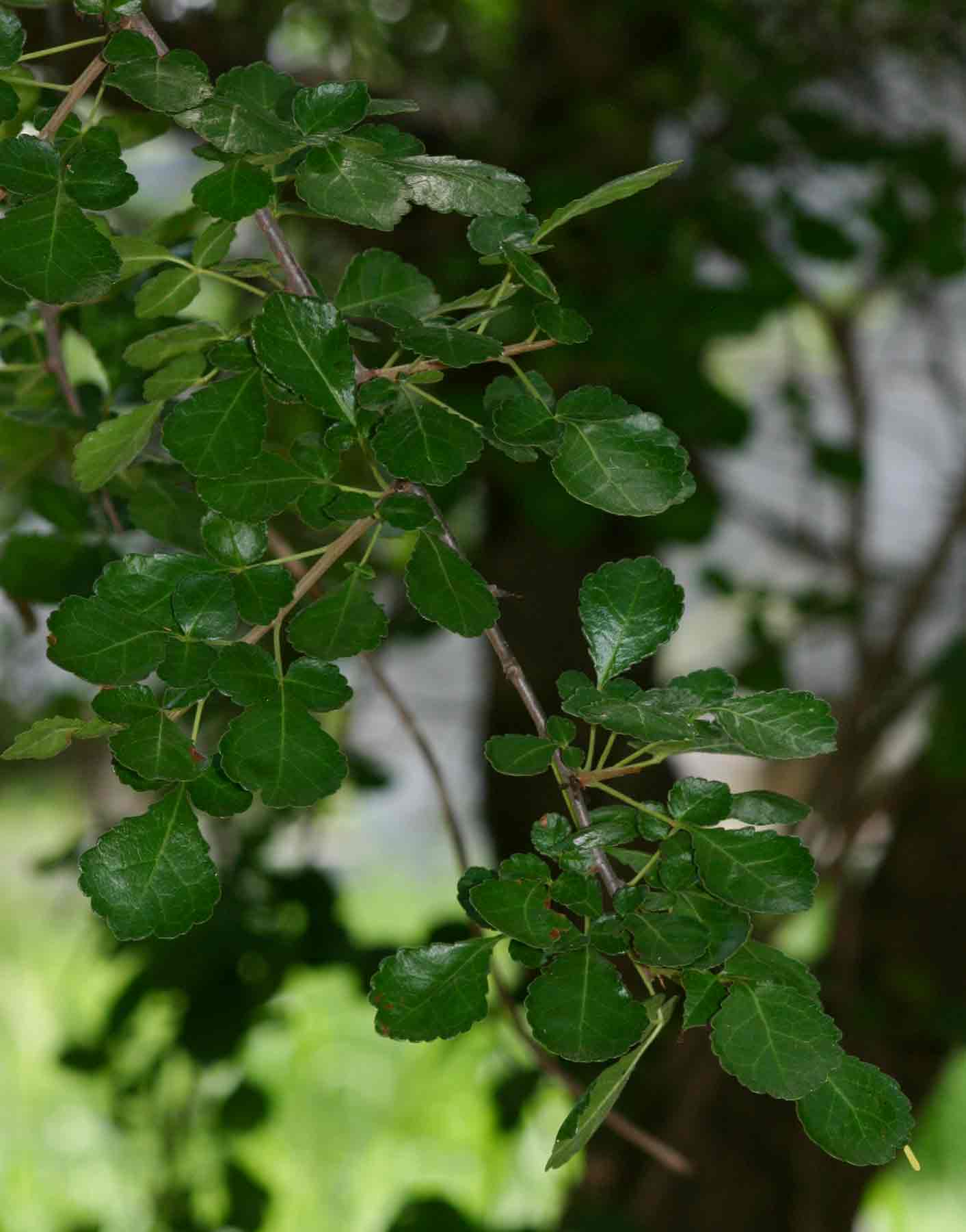 Commiphora africana Commiphora africana