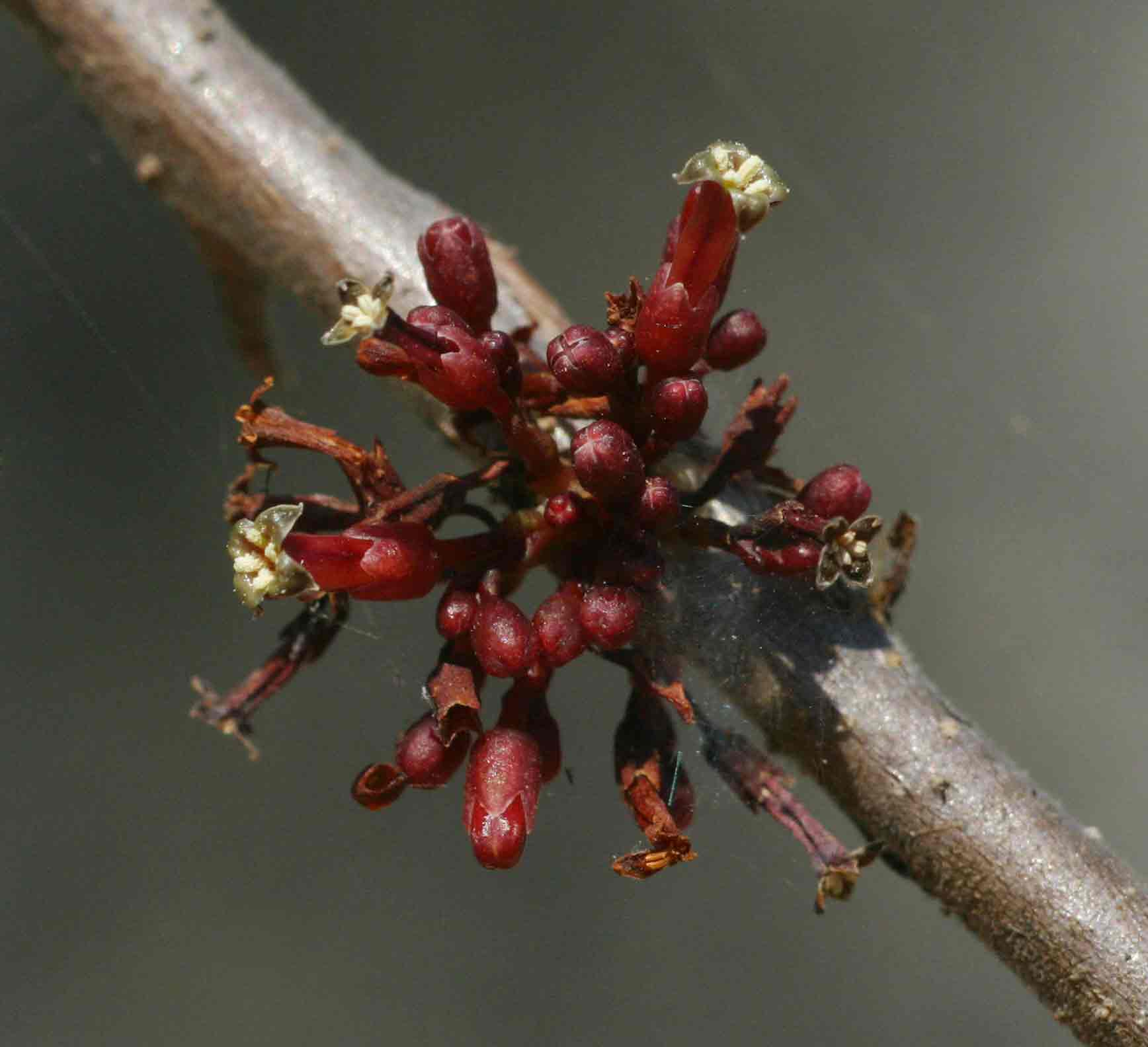Commiphora africana Commiphora africana