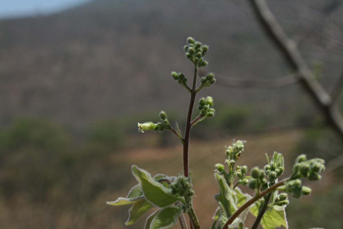 Commiphora mossambicensis Commiphora mossambicensis
