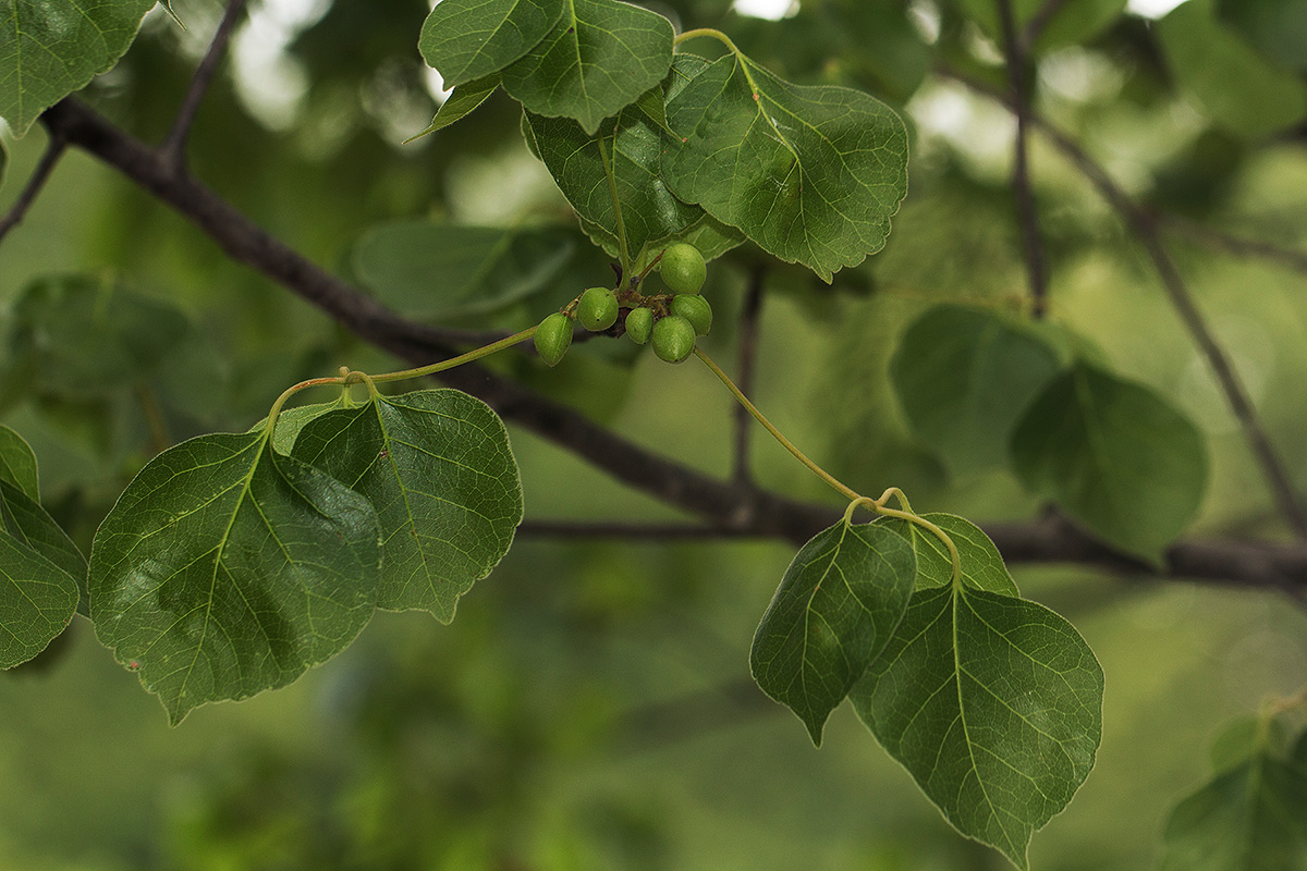 Commiphora mossambicensis Commiphora mossambicensis