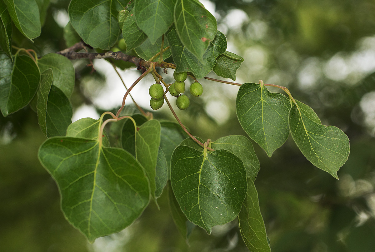 Commiphora mossambicensis Commiphora mossambicensis