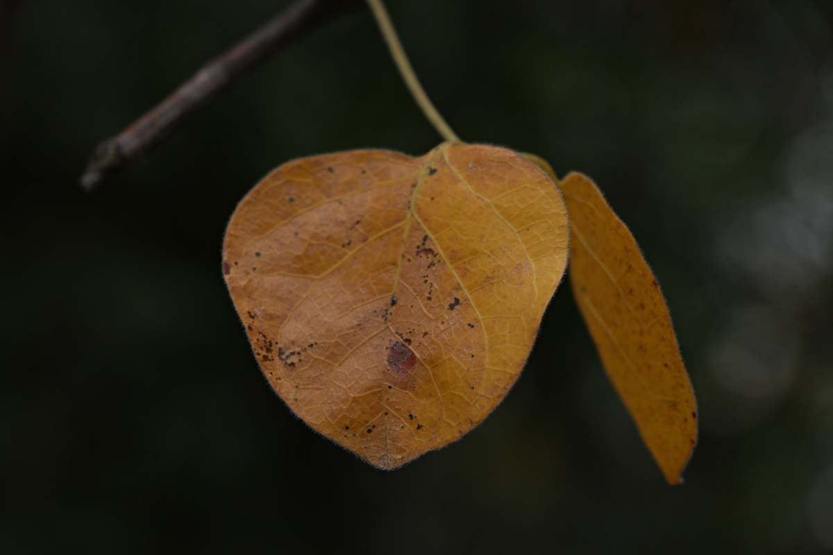 Commiphora mossambicensis Commiphora mossambicensis