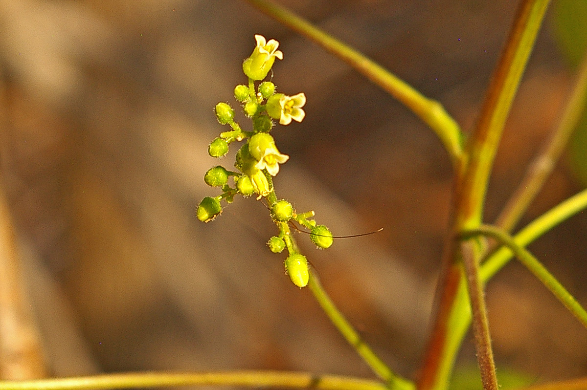 Commiphora mossambicensis Commiphora mossambicensis