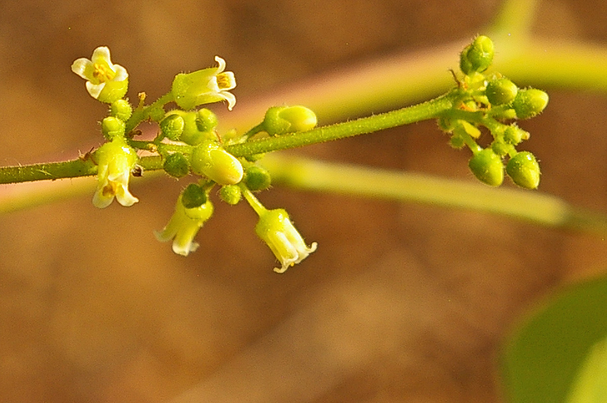 Commiphora mossambicensis Commiphora mossambicensis