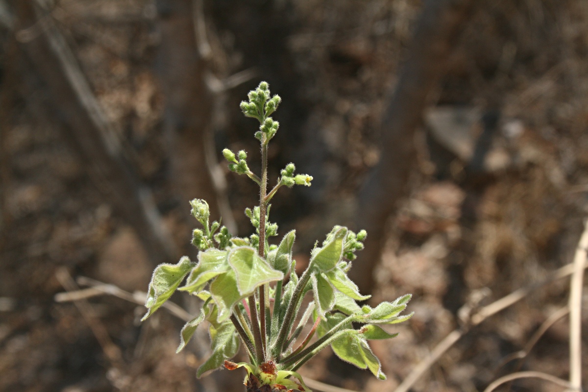 Commiphora mossambicensis Commiphora mossambicensis