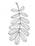 Trichilia emetica subsp. emetica