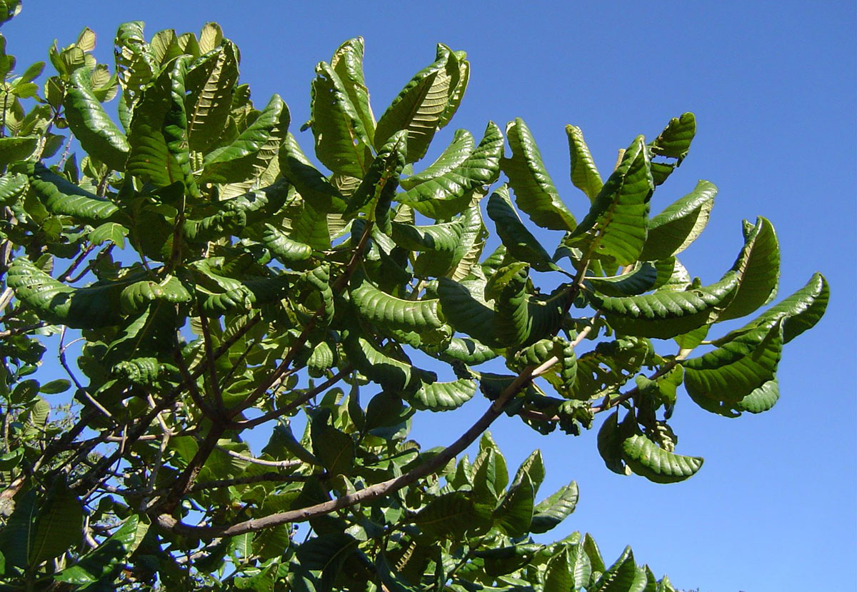 Uapaca kirkiana var. kirkiana Uapaca kirkiana var. kirkiana