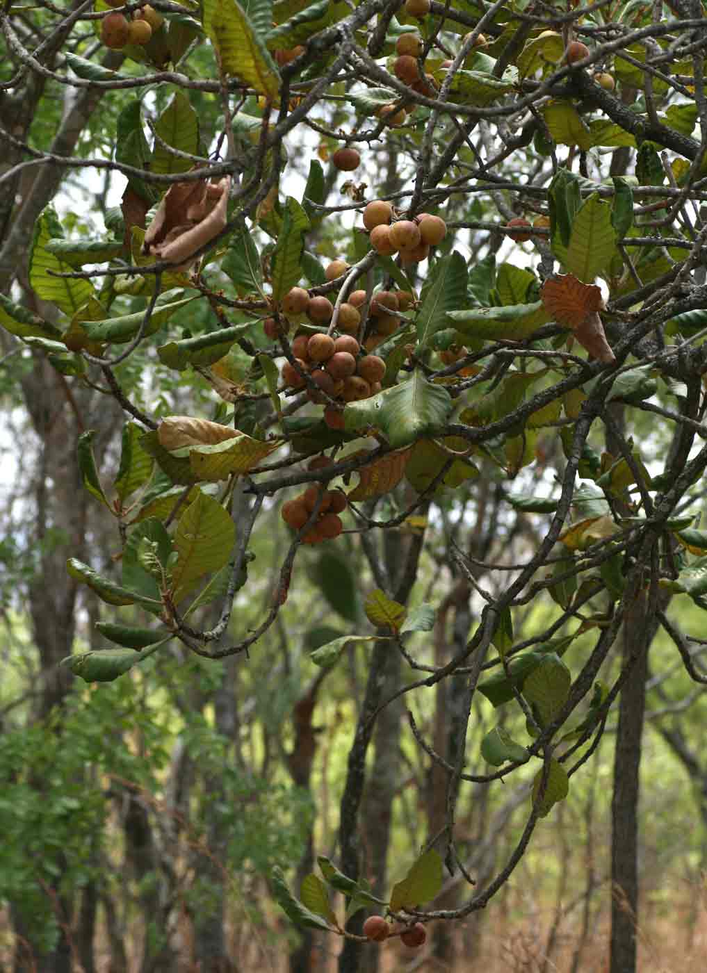 Uapaca kirkiana var. kirkiana Uapaca kirkiana var. kirkiana
