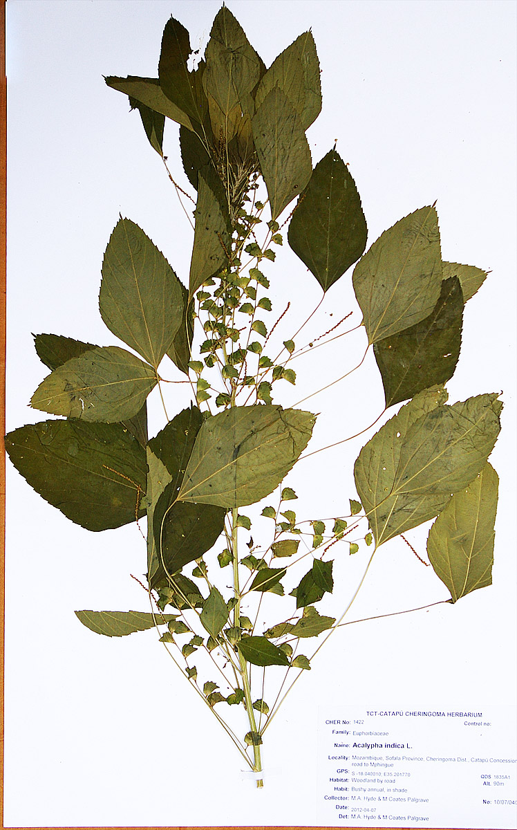 Acalypha indica Acalypha indica
