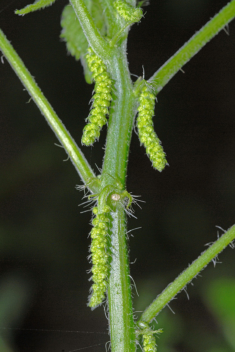 Acalypha ornata