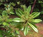 Synadenium kirkii