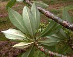 Synadenium kirkii