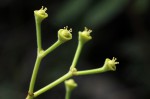 Synadenium kirkii